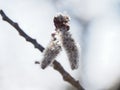 Pussywillows, flowers in spring, closeup