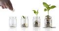 Put coins in a glass jar and the trees are growing. Jars with different level Royalty Free Stock Photo