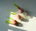 put the green onions on table to check their growth condition. water planting vegetable with seedball. hydroponic ? Royalty Free Stock Photo