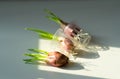 put the green onions on table to check their growth condition. water planting vegetable with seedball. hydroponic ? Royalty Free Stock Photo