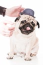 They put a hat on a pug, the dog resists. Royalty Free Stock Photo