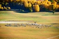 Put out to pasture on the autumn grassland Royalty Free Stock Photo