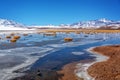 Putana wetland in Atacama Chile Royalty Free Stock Photo