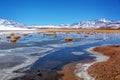 Putana wetland in Atacama Chile