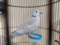 puter bird / collared dove perched in a cage Royalty Free Stock Photo