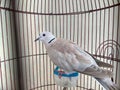 puter bird / collared dove perched in a cage Royalty Free Stock Photo