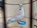 puter bird / collared dove perched in a cage Royalty Free Stock Photo