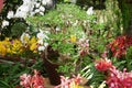 Bonsai trees in the Royal Floria Putrajaya Garden public park, Malaysia.