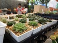 Group of small and colorful cactus planted in small pots and it is used as decoration.