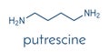 Putrescine foul smelling molecule. Skeletal formula.