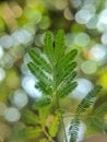 putri malau leaves with bokeh background