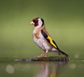 Putter, European Goldfinch, Carduelis carduelis Royalty Free Stock Photo