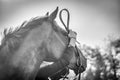 Putting a bridle on a horse Royalty Free Stock Photo