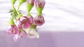 Putting flower underwater isolated ona light pink background. Stock footage. Holding small blooming flower upside down Royalty Free Stock Photo