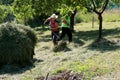 Putting the grass on the trailor. Farm chores, working on a field.