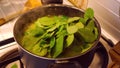 Putting Raw spinach into a pot of cooking green gravy sauce