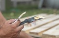 Putty on spatula tool in male hands closeup, repairing wood with paste