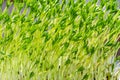 Puy lentil microgreens growing in sunlight, shoots of Le Puy green lentils