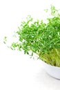 Puy lentil sprouts, French green lentil shoots, in a white bowl Royalty Free Stock Photo