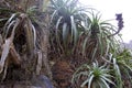 Puya densiflora 834702