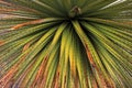 Puya Raimondi bromelia close