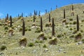 Puya raimondi, Huascaran, Peru