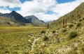 Puya raimondi, Huascaran, Peru