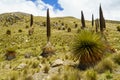 Puya Raimondi plant in peruvian Andes