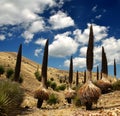 Puya raimondii