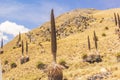 Puya raimondii , also known as queen of the Andes or puya de Raimondi is the largest species of bromeliad, reaching up to 15 meter