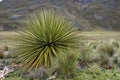 Puya raimondii in Cordillera Blanca , Peru