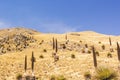 Puya raimondii , also known as queen of the Andes or puya de Raimondi is the largest species of bromeliad, reaching up to 15 meter