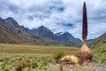 Puya raimondii in Cordillera Blanca , Peru