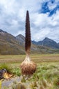 Puya raimondii in Cordillera Blanca , Peru