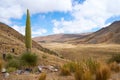 Puya Raimondii