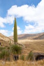 Puya Raimondii