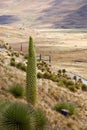 Puya Raimondii