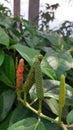 Puyang chili plants as medicinal plants have borne fruit