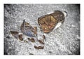 Puzzle of a broken bottle of beer resting on the ground - Free t Royalty Free Stock Photo