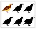 A puzzle game for preschool children. find the right shadow. Cartoon bird, quail. Silhouette. Vector