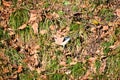 Puzzle Image - Birds Hidden in Grass and Dried Leaves - Chaos - Complexity -