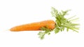 A puzzle piece fits on a carrot Royalty Free Stock Photo