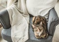 Puzzled cat on cozy armchair.