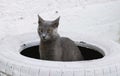 Puzzled Perch: Russian Blue on White Tire