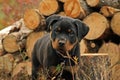 Puzzled Rottweiler Puppy Royalty Free Stock Photo