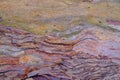 Detail of Wavy Natural Abstract Bark Pattern