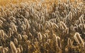 Backlit grass in summer field Royalty Free Stock Photo