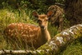 Young deer portrait Royalty Free Stock Photo