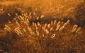 Backlit grass in summer golden Royalty Free Stock Photo