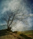 Tree in a road